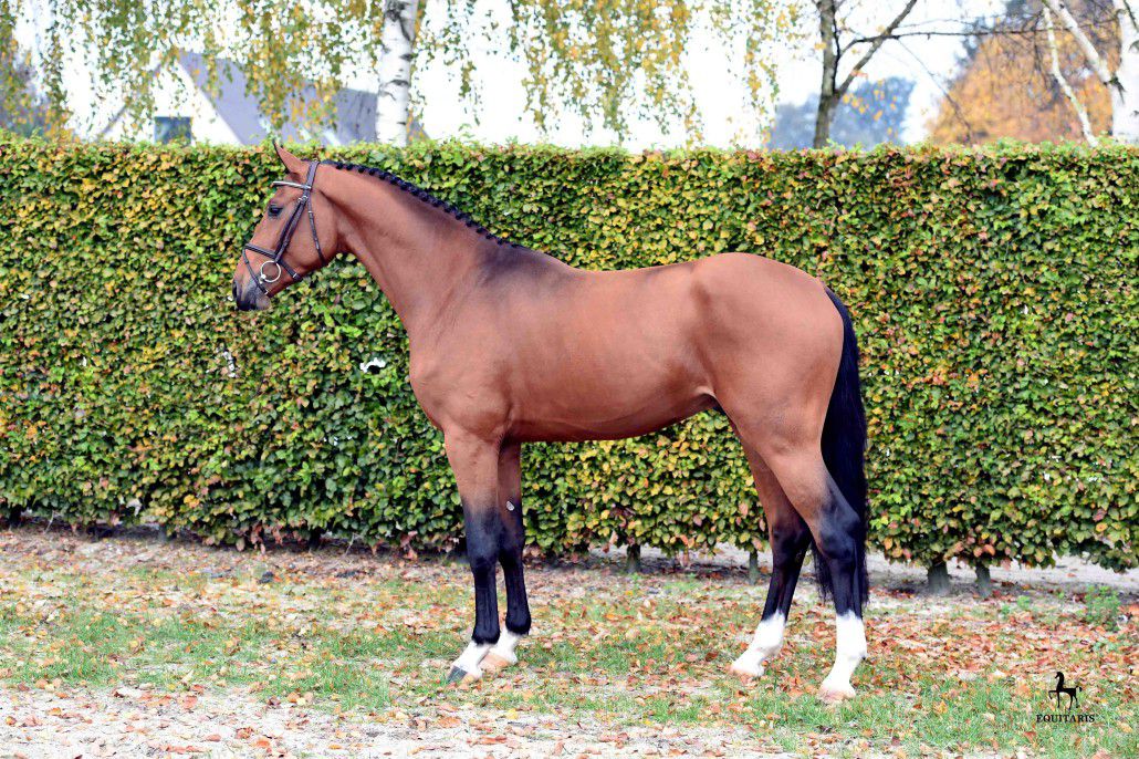 Comme le père - Rheinlander 2014 por Comme il faut