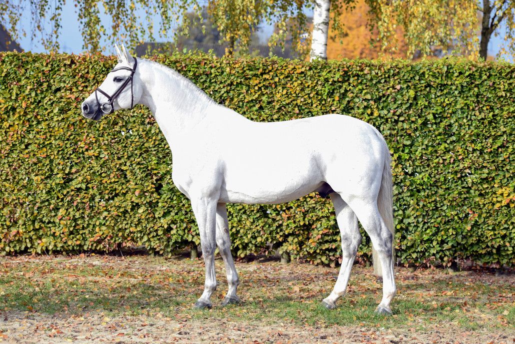 Convall - Holsteiner 2007 por COLMAN