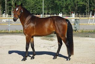 DONALD DE CIVRY - New Forest 2013 por WAYLAND RED PEPPER