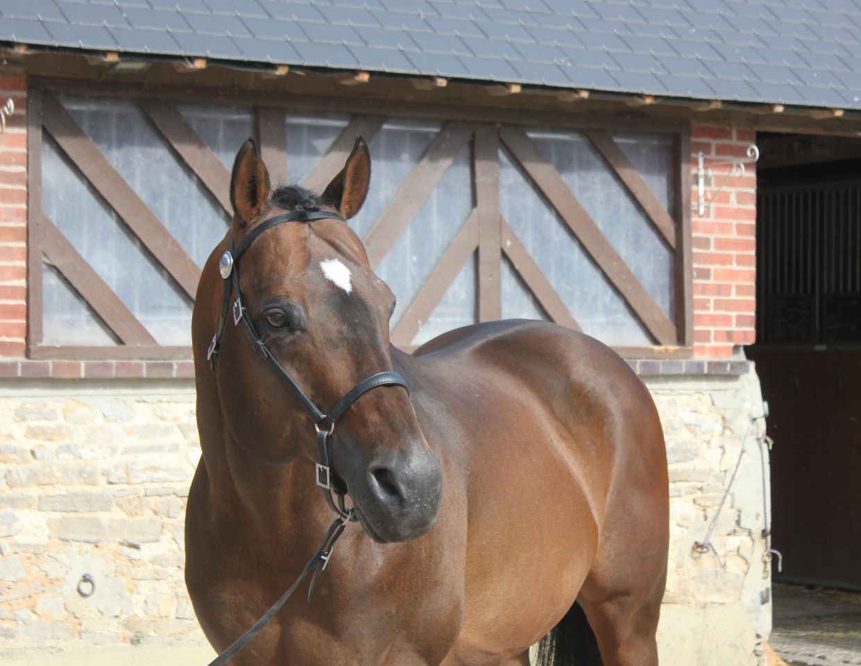 TOUCH DOWN - Pura Sangre Inglés 1998 por Dashing Blade