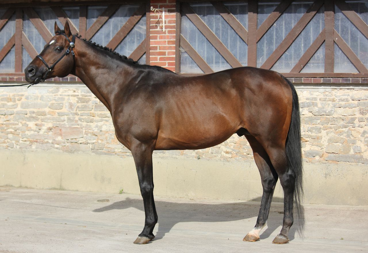 TOUCH DOWN - Pura Sangre Inglés 1998 por Dashing Blade