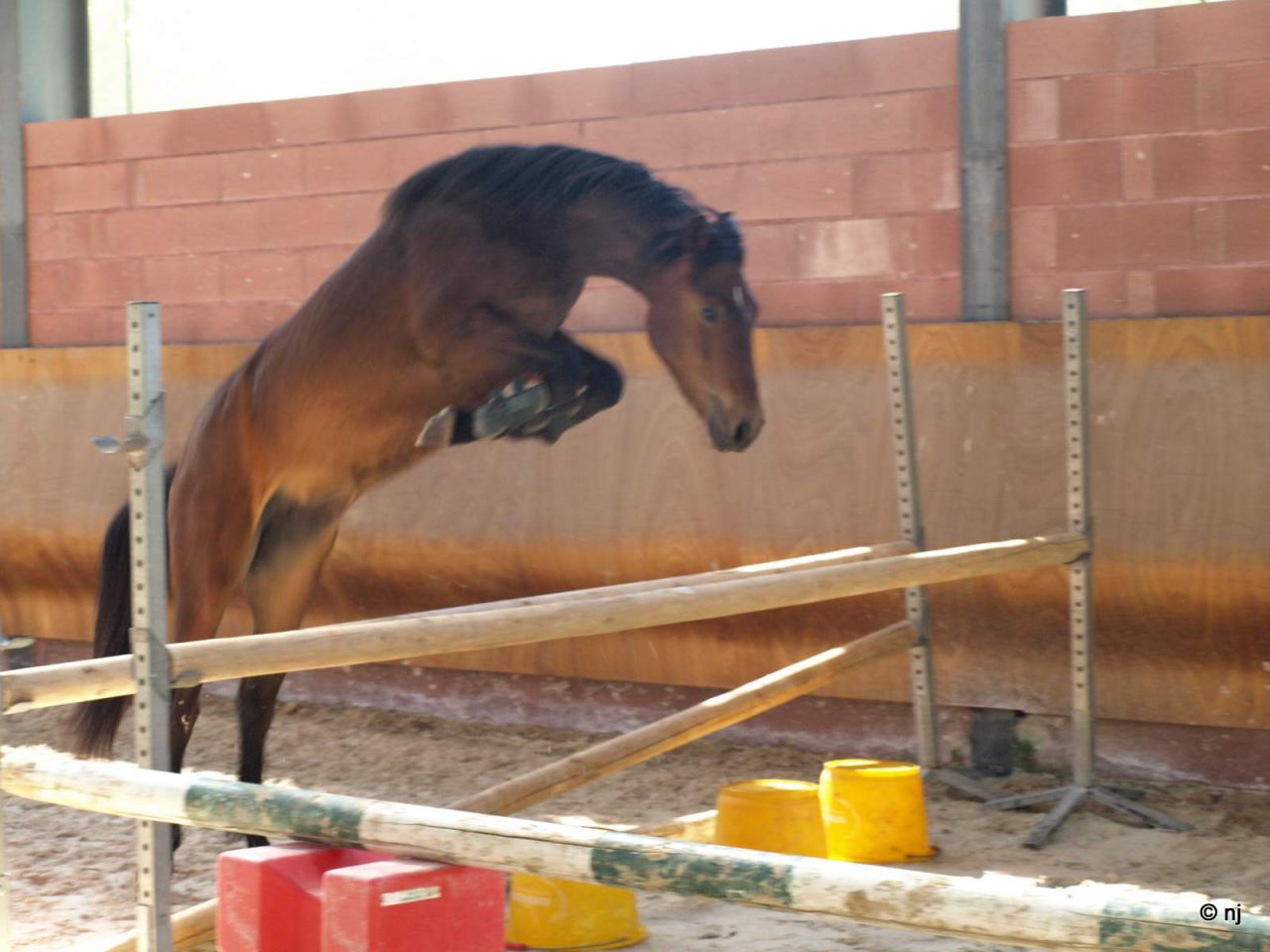 Yegua New Forest En venta 2010 Bayo por SILVERLEA SIMPLY RED