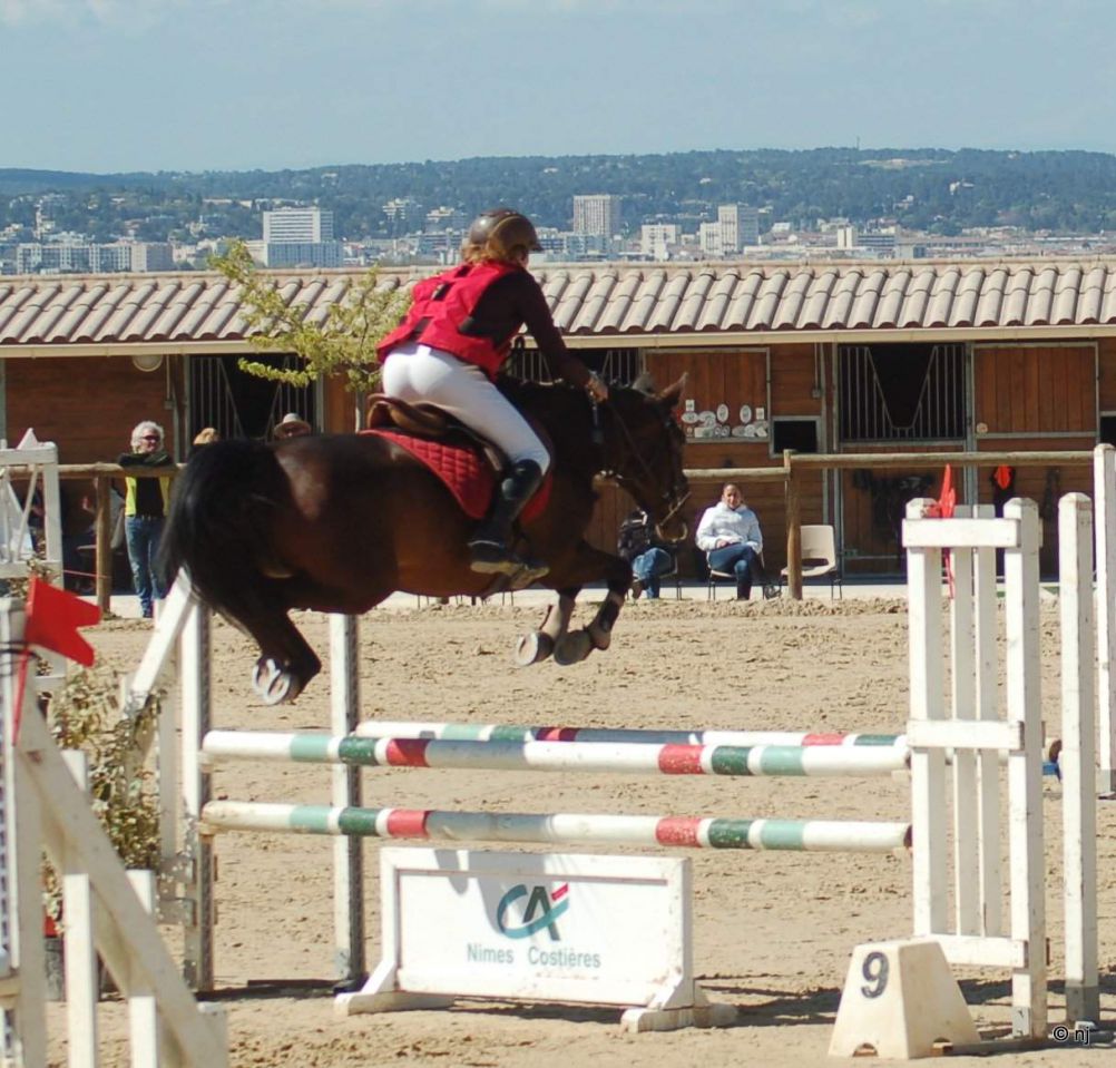 Yegua New Forest En venta 2010 Bayo por SILVERLEA SIMPLY RED