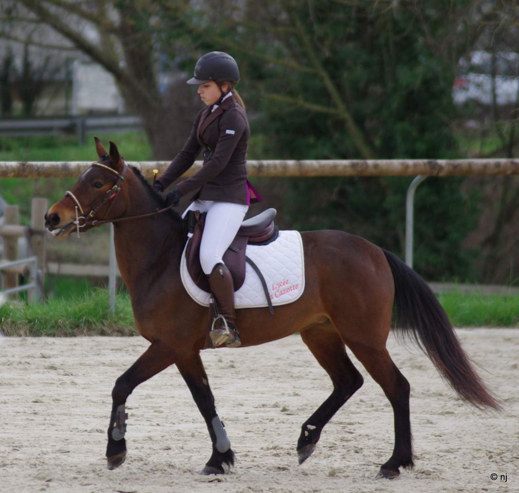 Yegua New Forest En venta 2010 Bayo por SILVERLEA SIMPLY RED