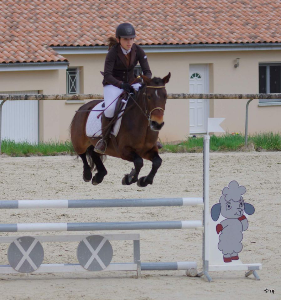 Yegua New Forest En venta 2010 Bayo por SILVERLEA SIMPLY RED