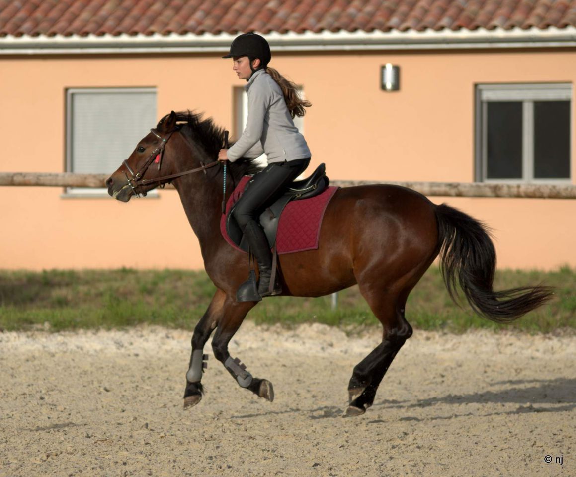 Yegua New Forest En venta 2010 Bayo por SILVERLEA SIMPLY RED