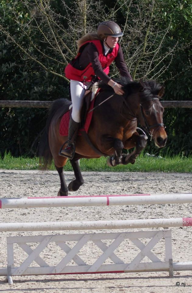 Yegua New Forest En venta 2010 Bayo por SILVERLEA SIMPLY RED