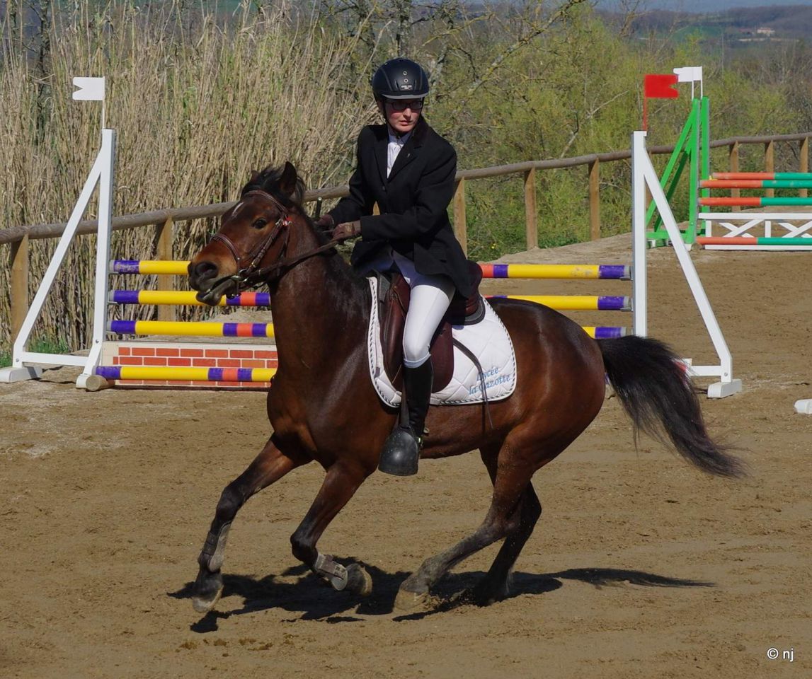 Yegua New Forest En venta 2010 Bayo por SILVERLEA SIMPLY RED