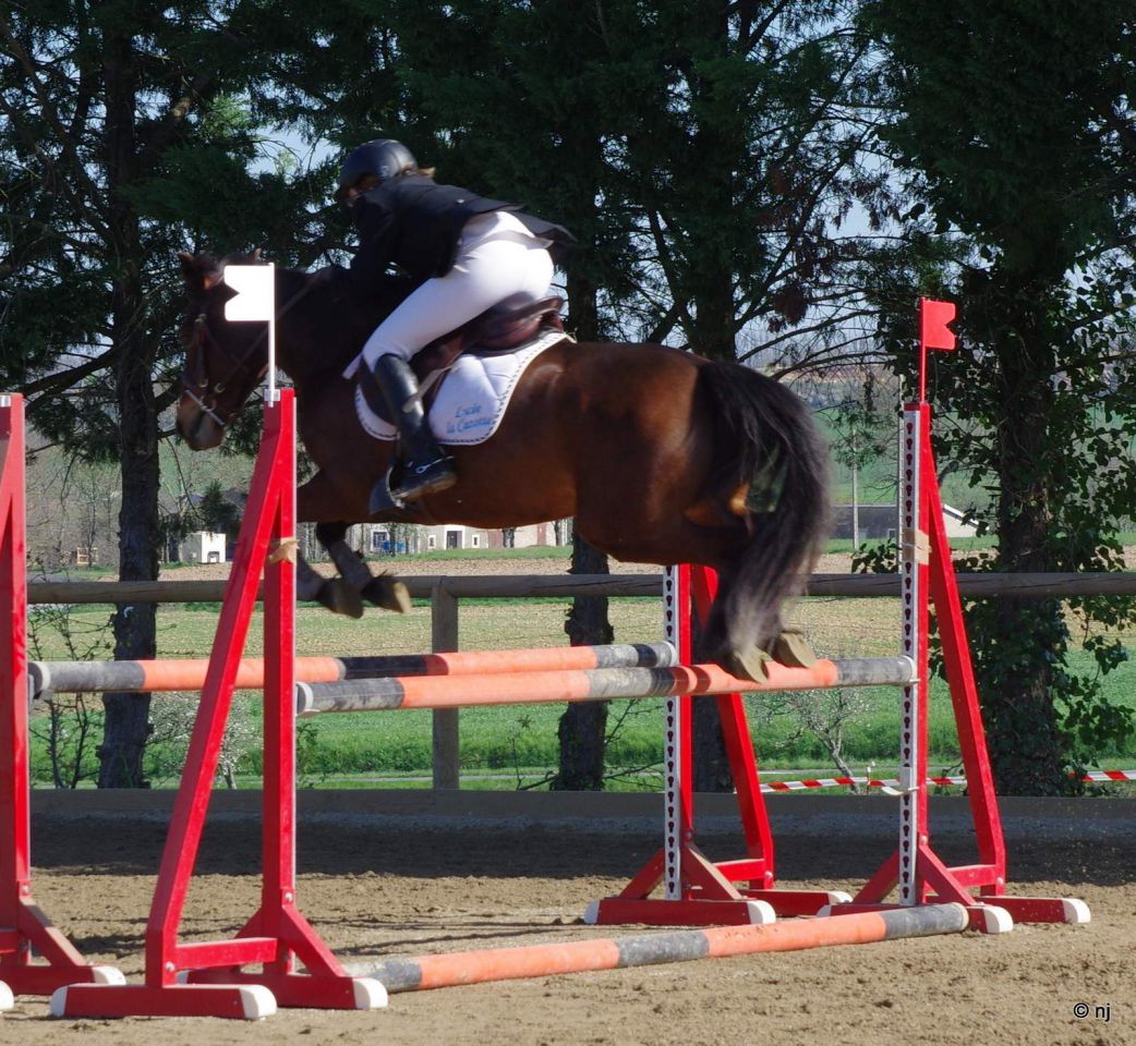 Yegua New Forest En venta 2010 Bayo por SILVERLEA SIMPLY RED