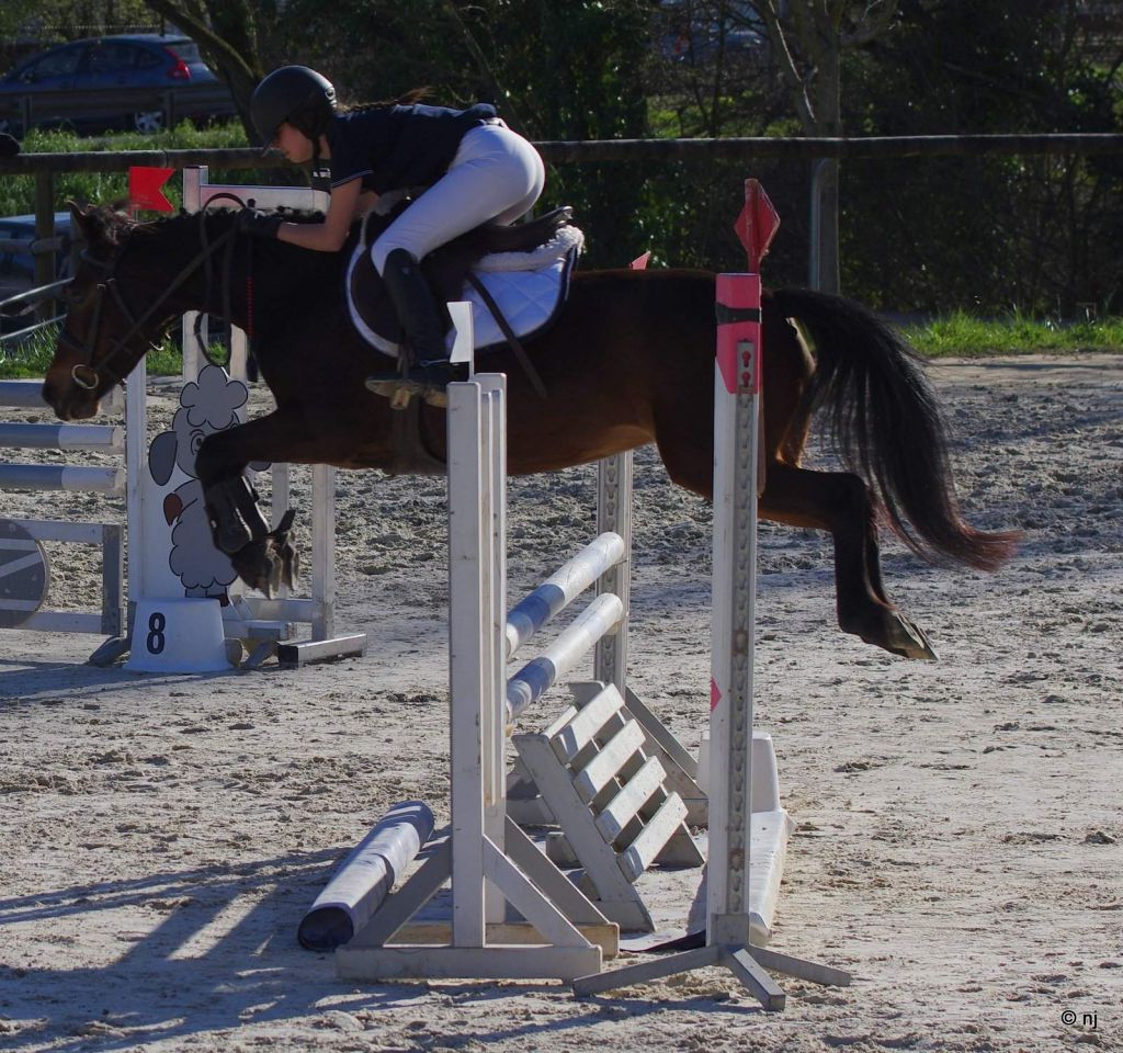 Yegua New Forest En venta 2010 Bayo por SILVERLEA SIMPLY RED