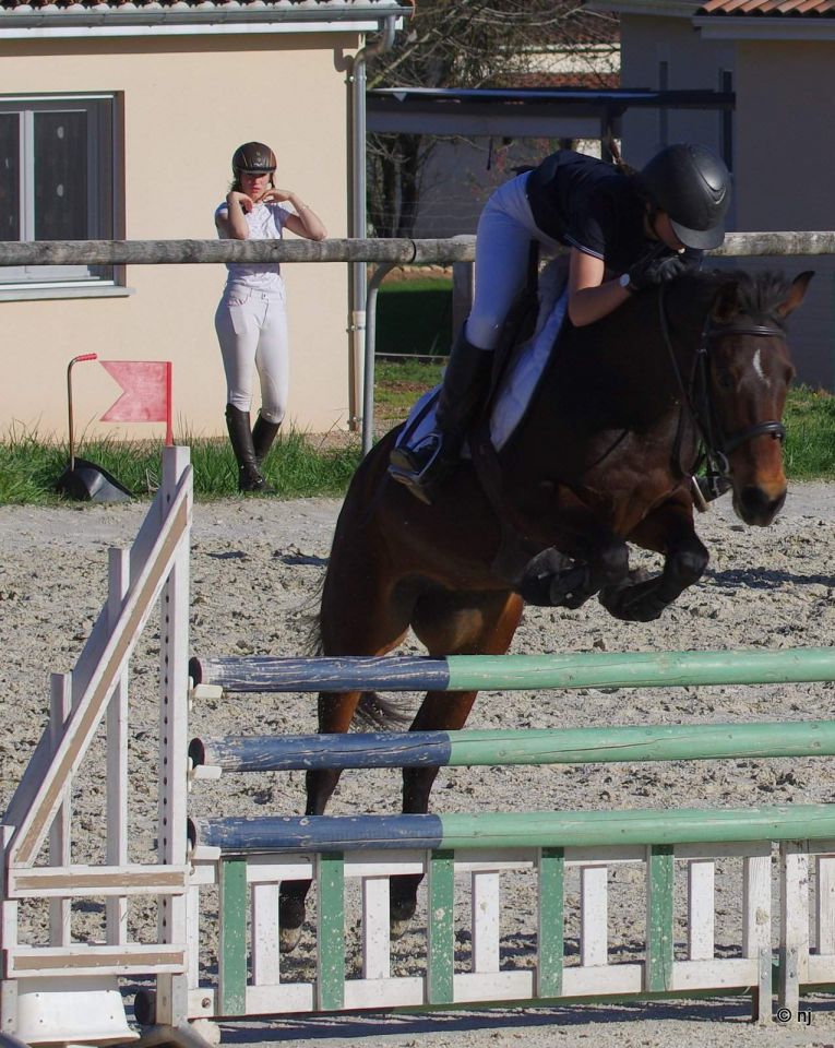 Yegua New Forest En venta 2010 Bayo por SILVERLEA SIMPLY RED