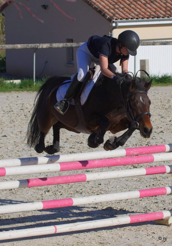 Yegua New Forest En venta 2010 Bayo por SILVERLEA SIMPLY RED