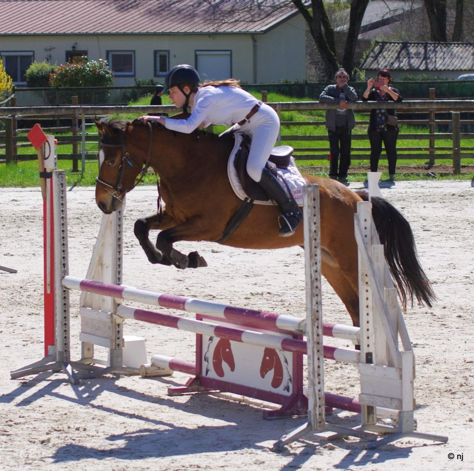 Caballo castrado New Forest En venta 2012 Bayo por SILVERLEA SIMPLY RED