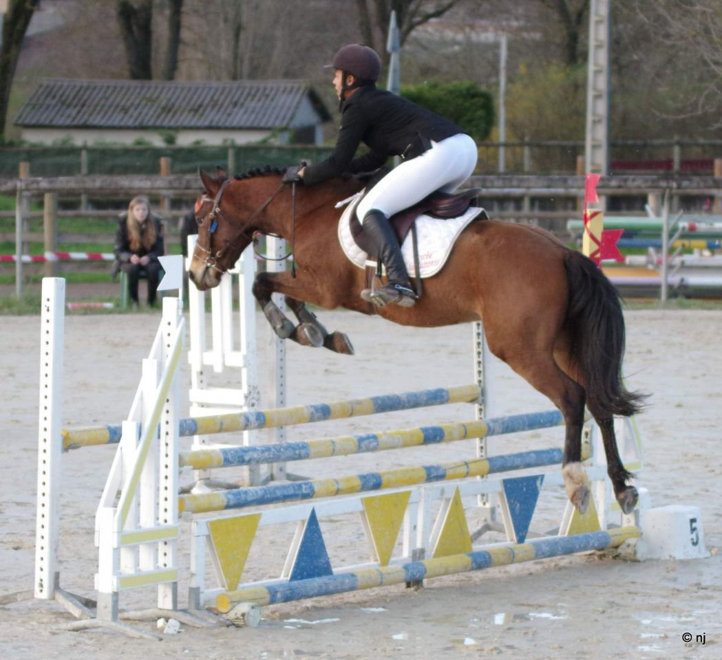 Caballo castrado New Forest En venta 2012 Bayo por SILVERLEA SIMPLY RED