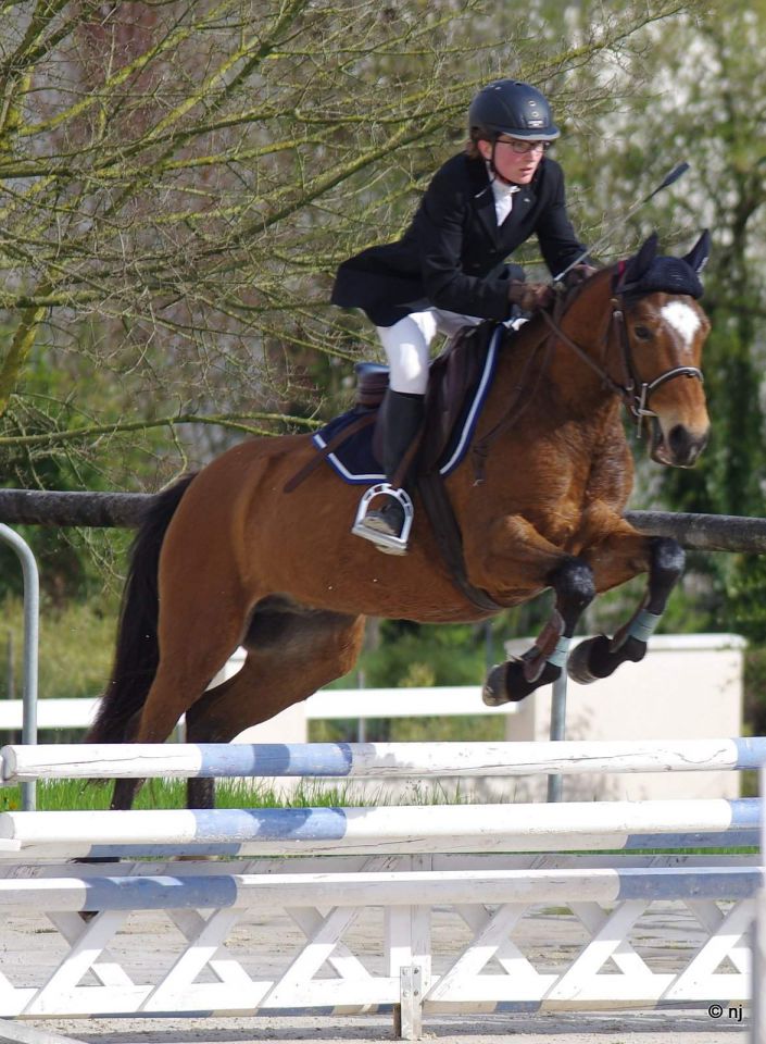 Caballo castrado New Forest En venta 2012 Bayo por SILVERLEA SIMPLY RED