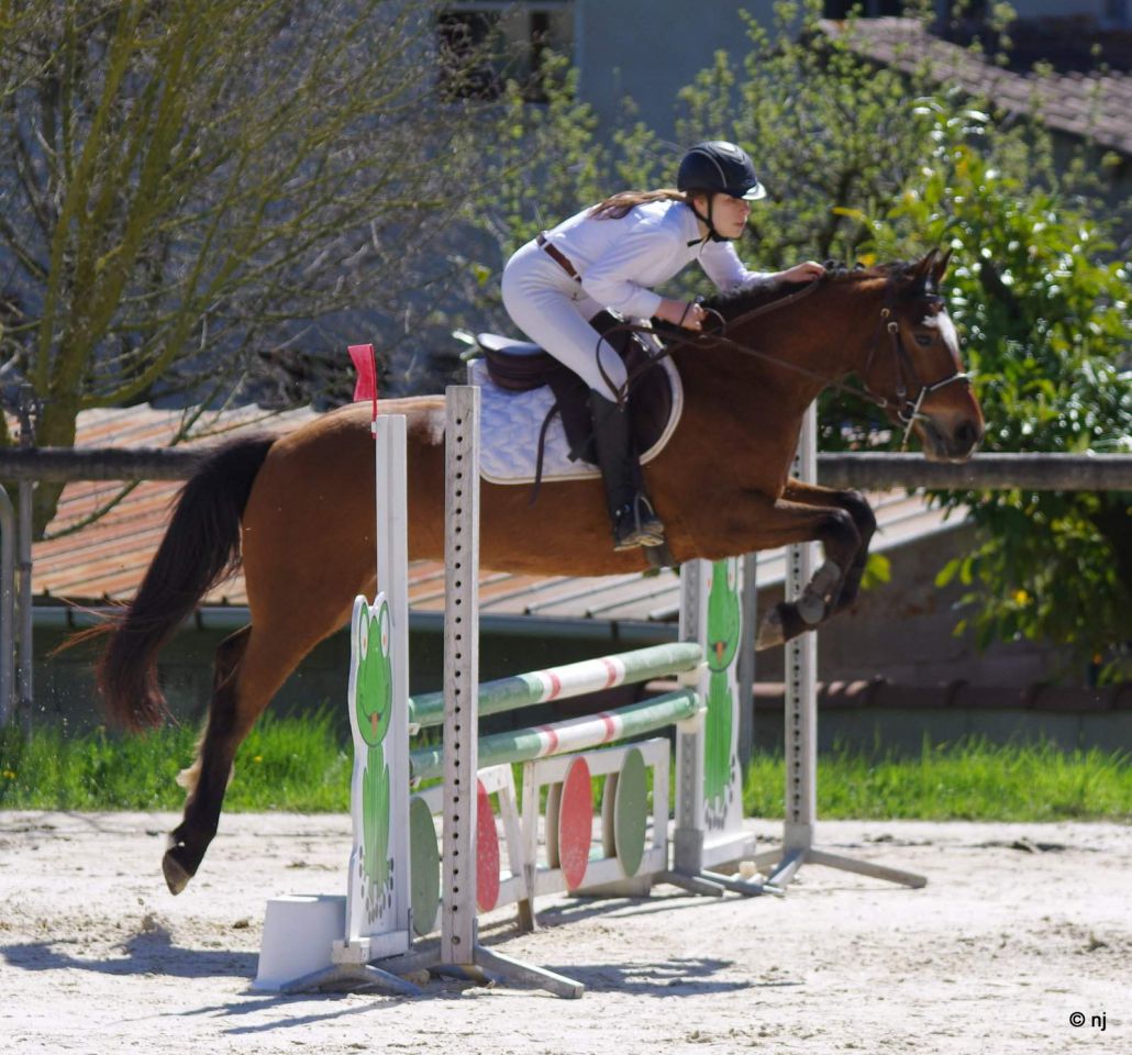 Caballo castrado New Forest En venta 2012 Bayo por SILVERLEA SIMPLY RED