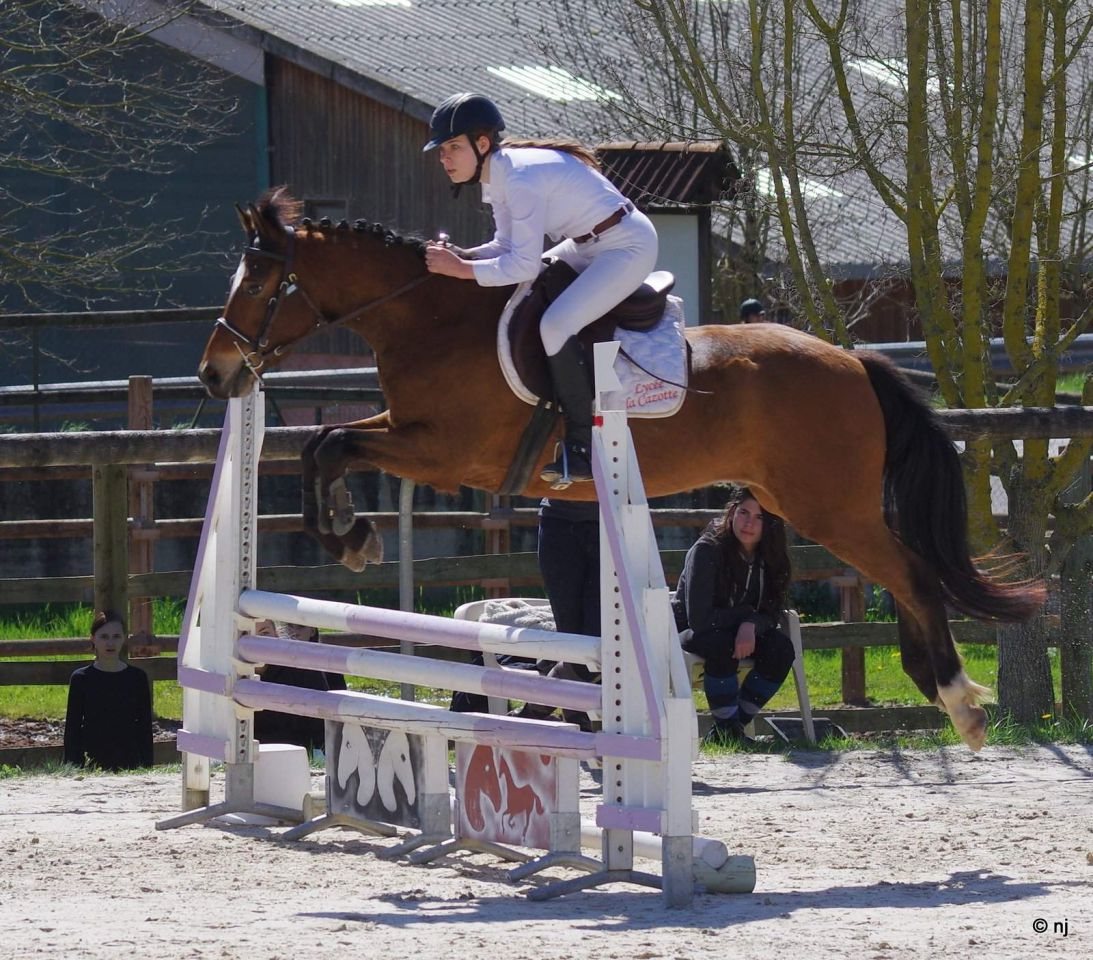 Caballo castrado New Forest En venta 2012 Bayo por SILVERLEA SIMPLY RED