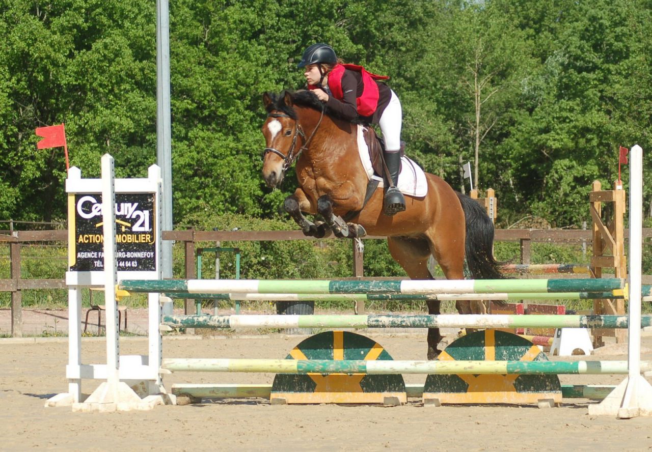 Caballo castrado New Forest En venta 2012 Bayo por SILVERLEA SIMPLY RED