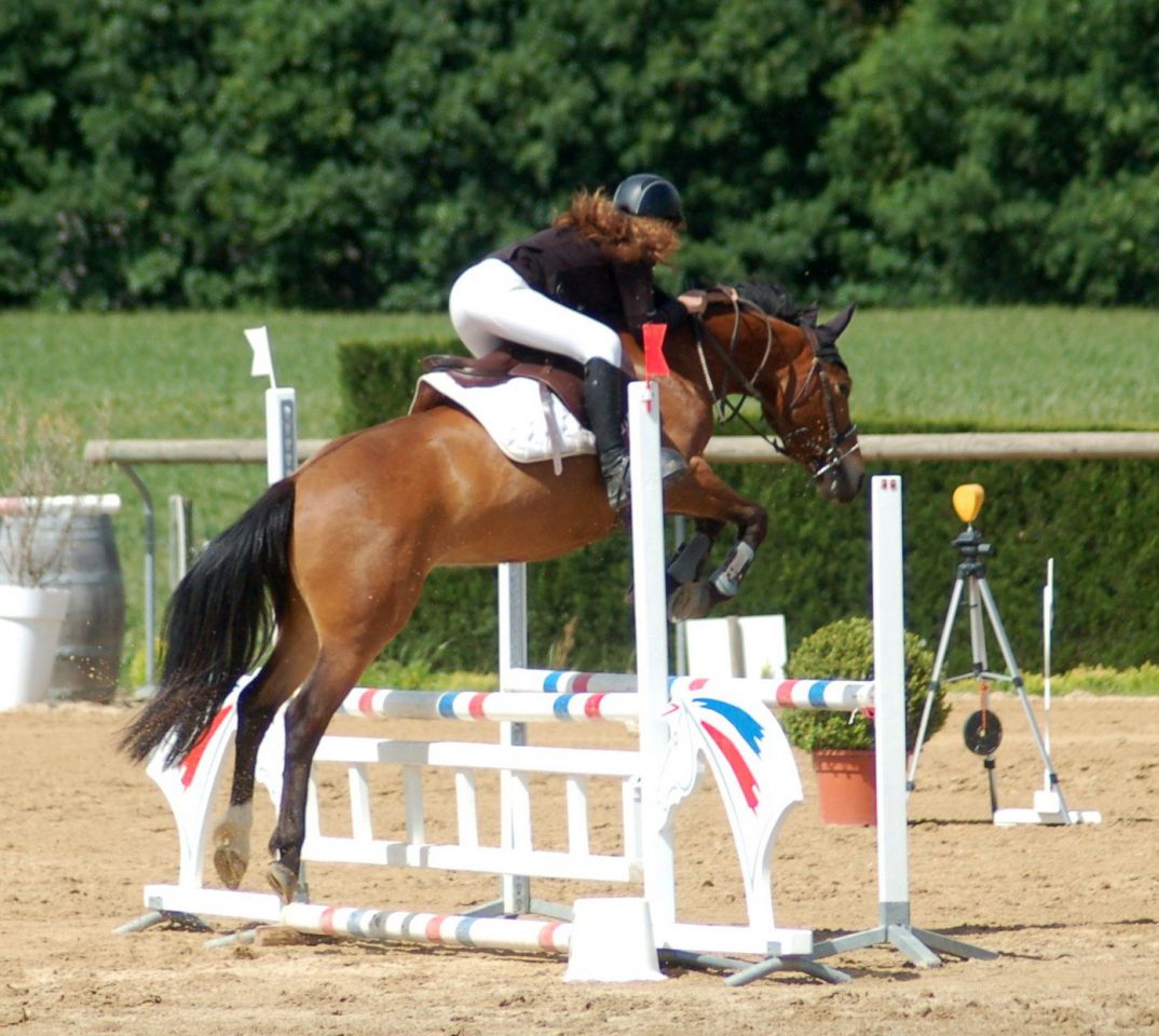 Caballo castrado New Forest En venta 2012 Bayo por SILVERLEA SIMPLY RED