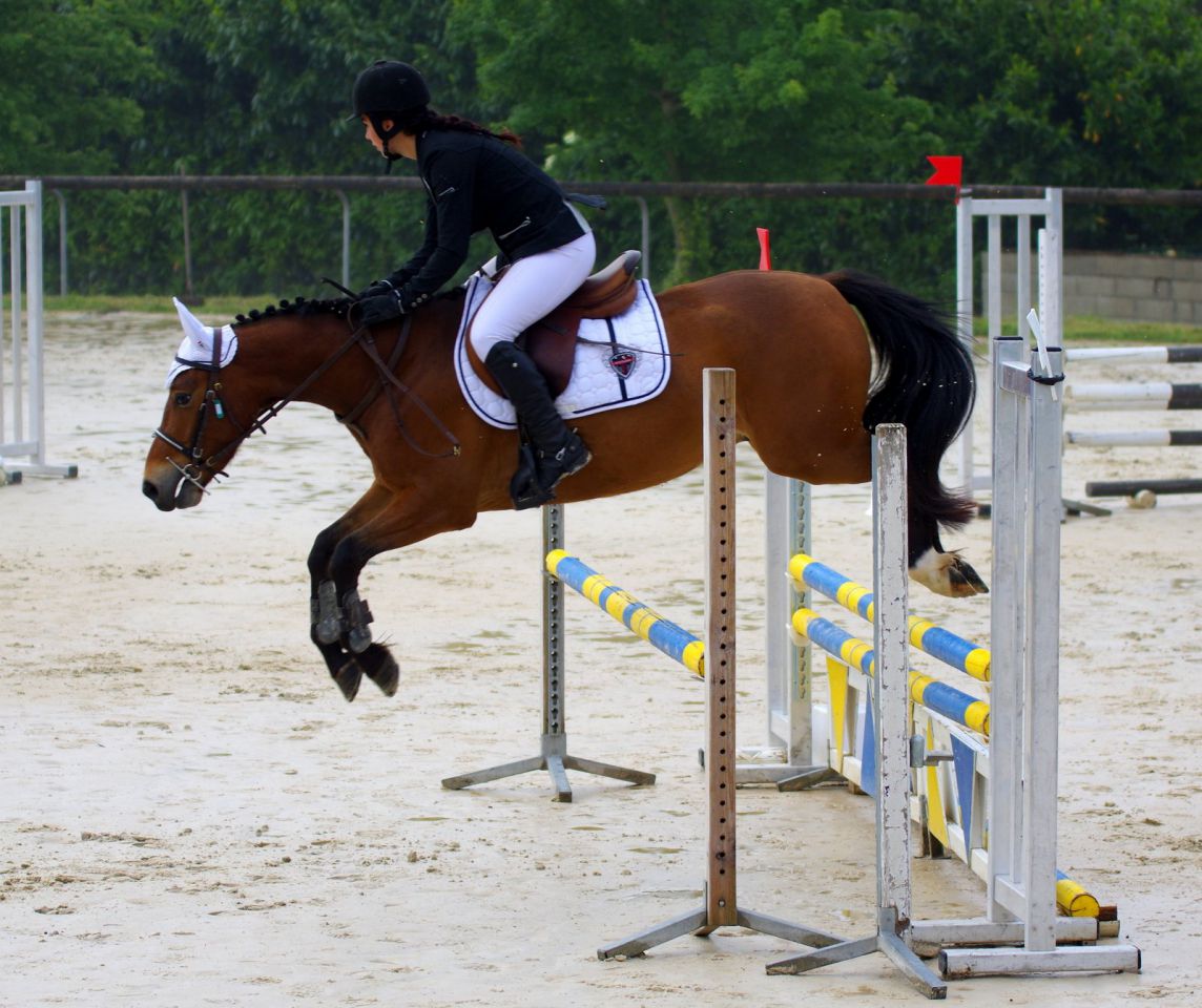 Caballo castrado New Forest En venta 2012 Bayo por SILVERLEA SIMPLY RED