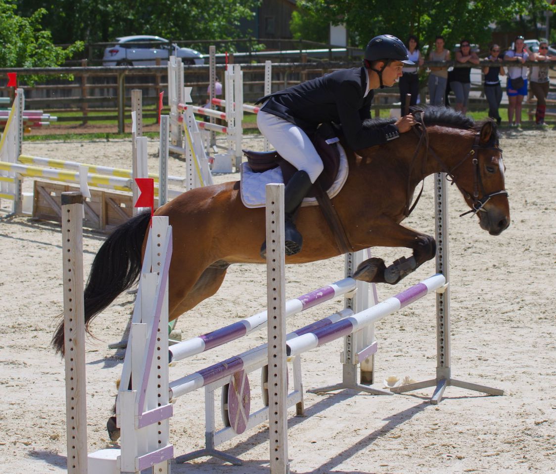 Caballo castrado New Forest En venta 2012 Bayo por SILVERLEA SIMPLY RED