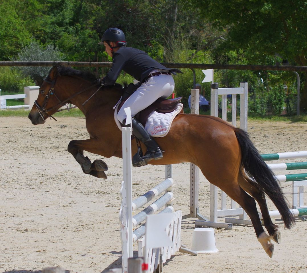 Caballo castrado New Forest En venta 2012 Bayo por SILVERLEA SIMPLY RED