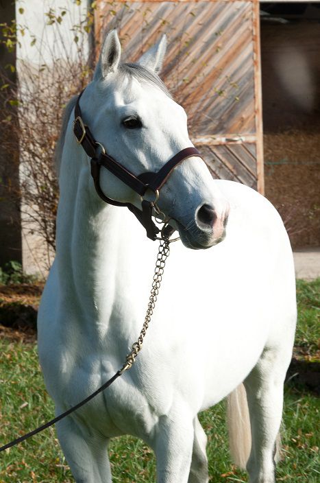 FLY WITH ME - Pura Sangre Inglés 2010 por BEAT HOLLOW