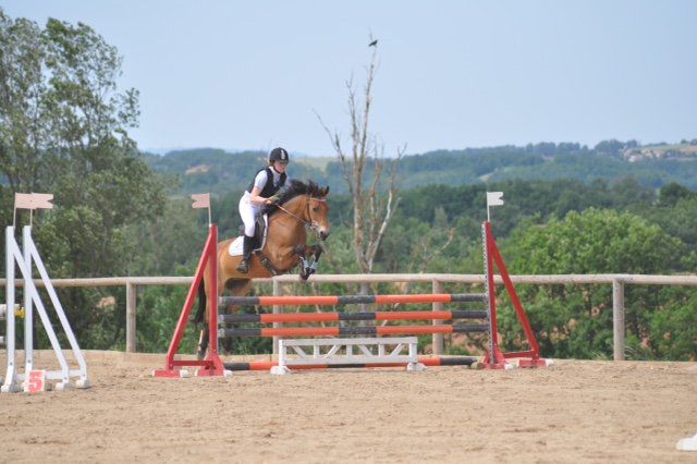 Yegua New Forest En venta 2009 Bayo por SILVERLEA SIMPLY RED