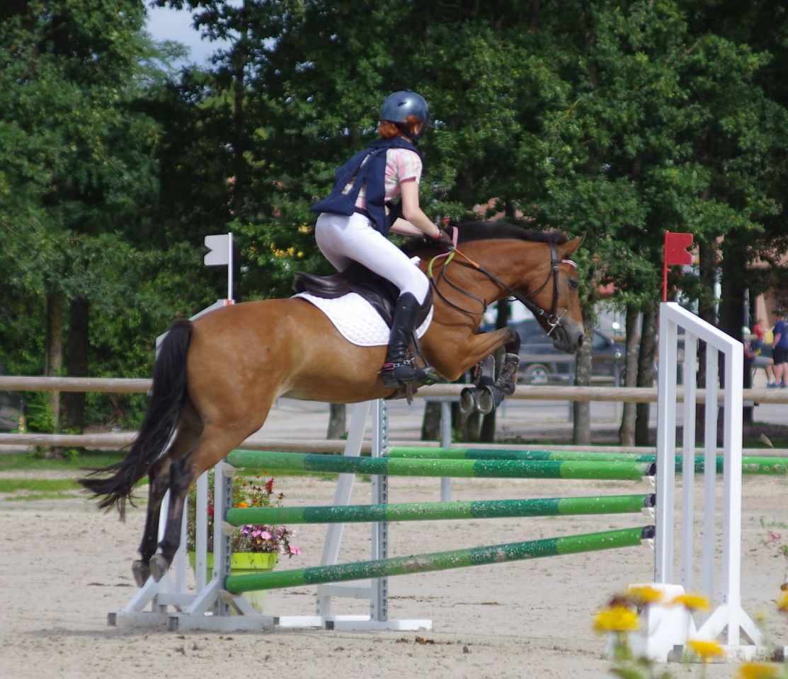 Yegua New Forest En venta 2009 Bayo por SILVERLEA SIMPLY RED