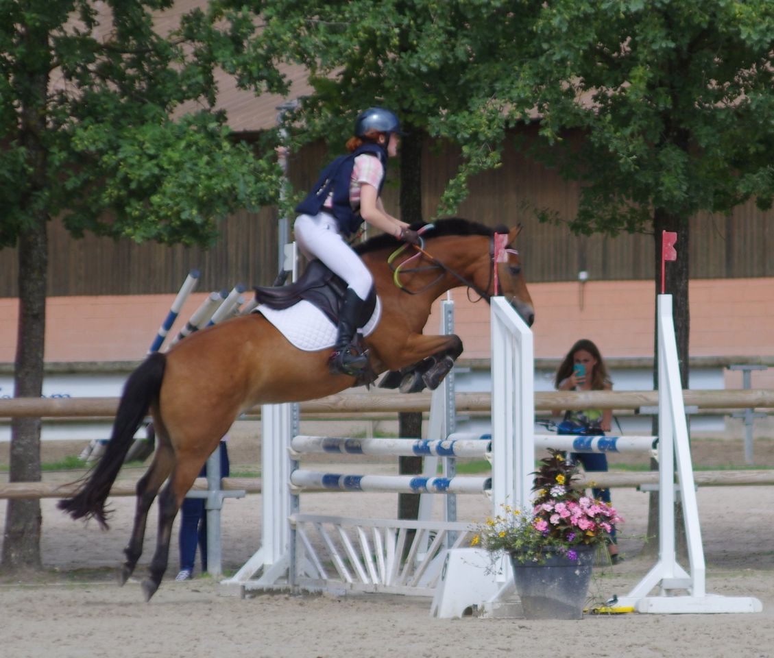 Yegua New Forest En venta 2009 Bayo por SILVERLEA SIMPLY RED