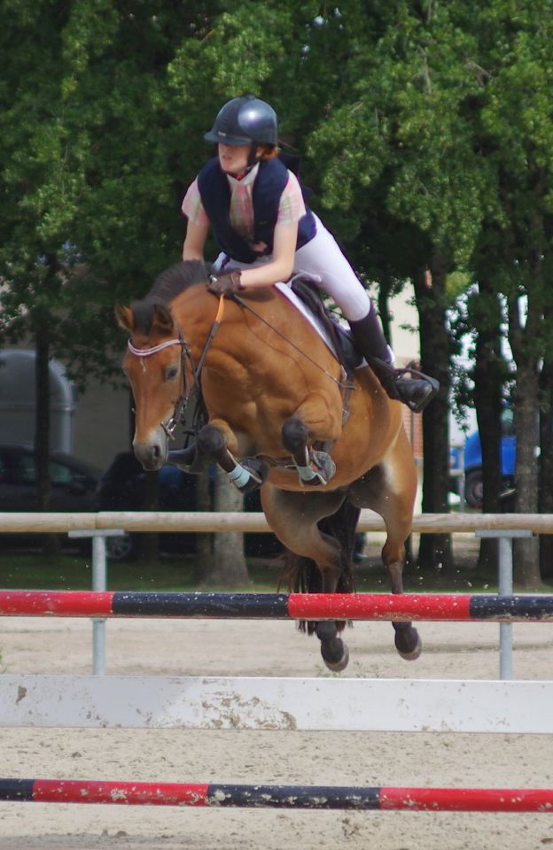 Yegua New Forest En venta 2009 Bayo por SILVERLEA SIMPLY RED