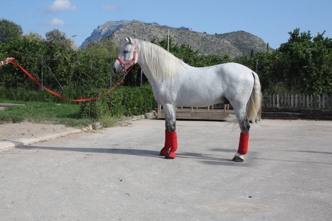 Talabartero - Andaluz 2007