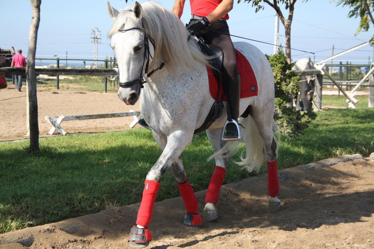 Talabartero - Andaluz 2007
