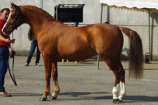 Semental PFS Poni Françés de Silla En venta 1999 Isabelo