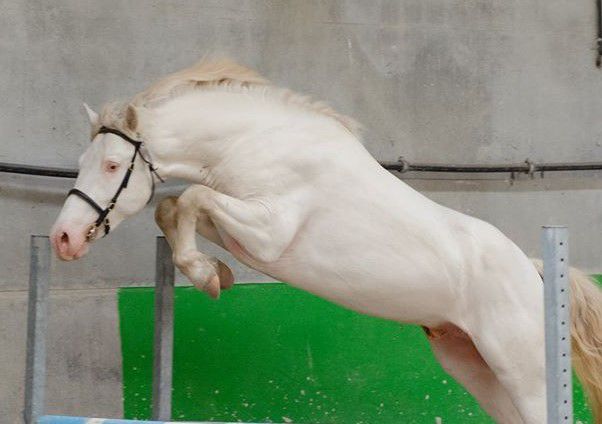 Semental PFS Poni Françés de Silla En venta 1999 Isabelo