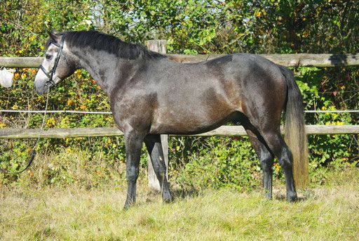 Semental PFS Poni Françés de Silla En venta 1999 Isabelo