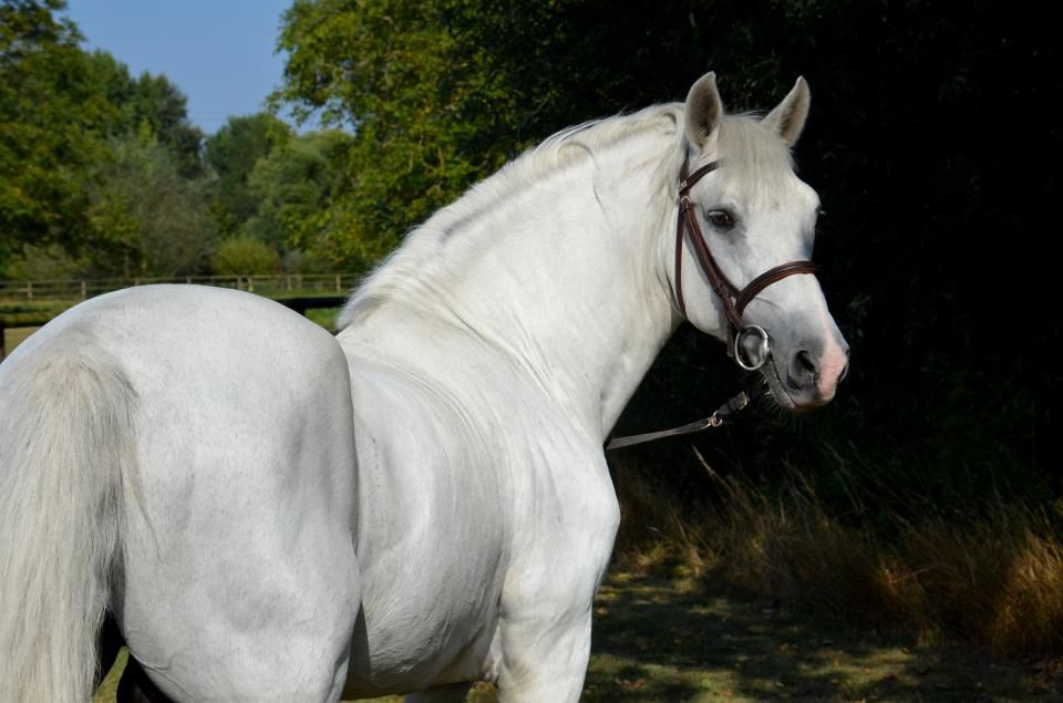 Semental PFS Poni Françés de Silla En venta 1999 Isabelo