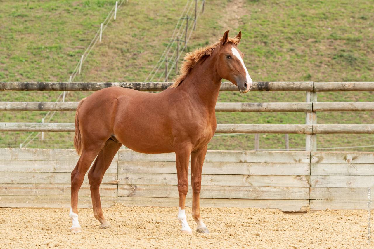 EROS - Lusitano 2009 por unico