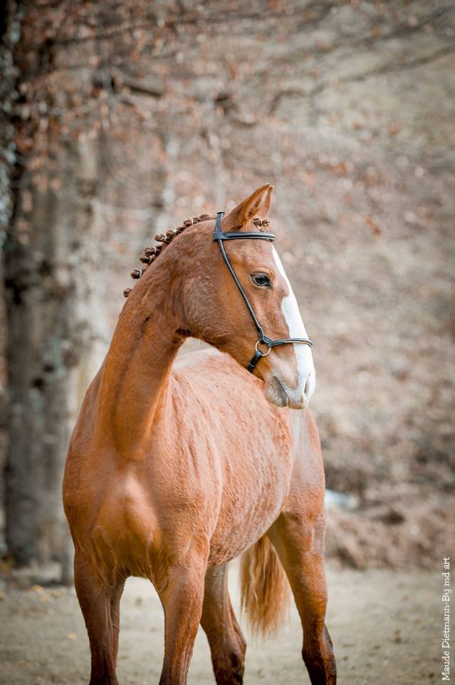 EROS - Lusitano 2009 por unico