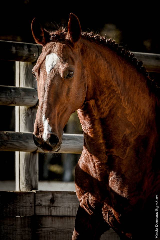 EROS - Lusitano 2009 por unico