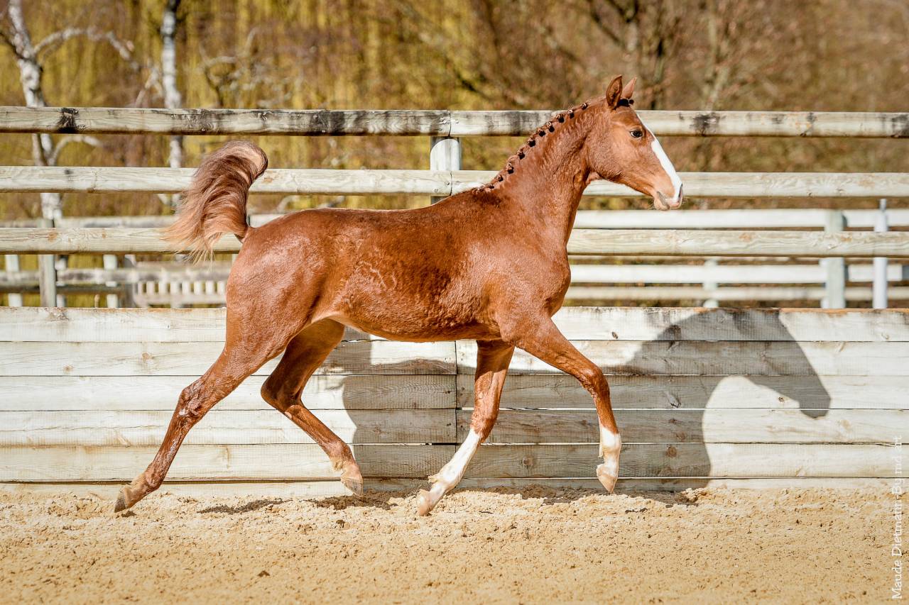 EROS - Lusitano 2009 por unico