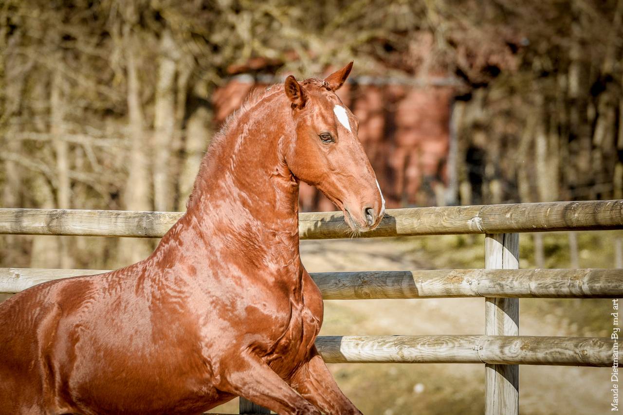 EROS - Lusitano 2009 por unico