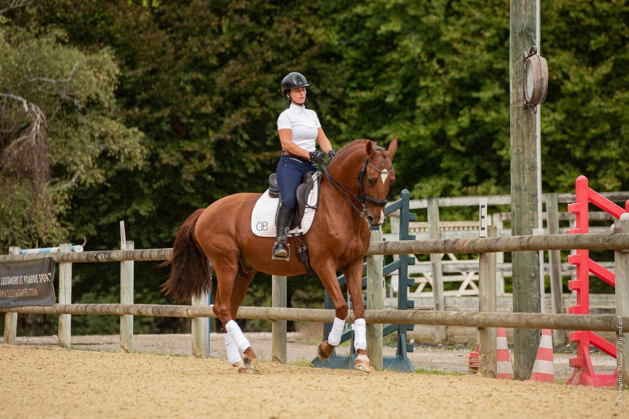 EROS - Lusitano 2009 por unico