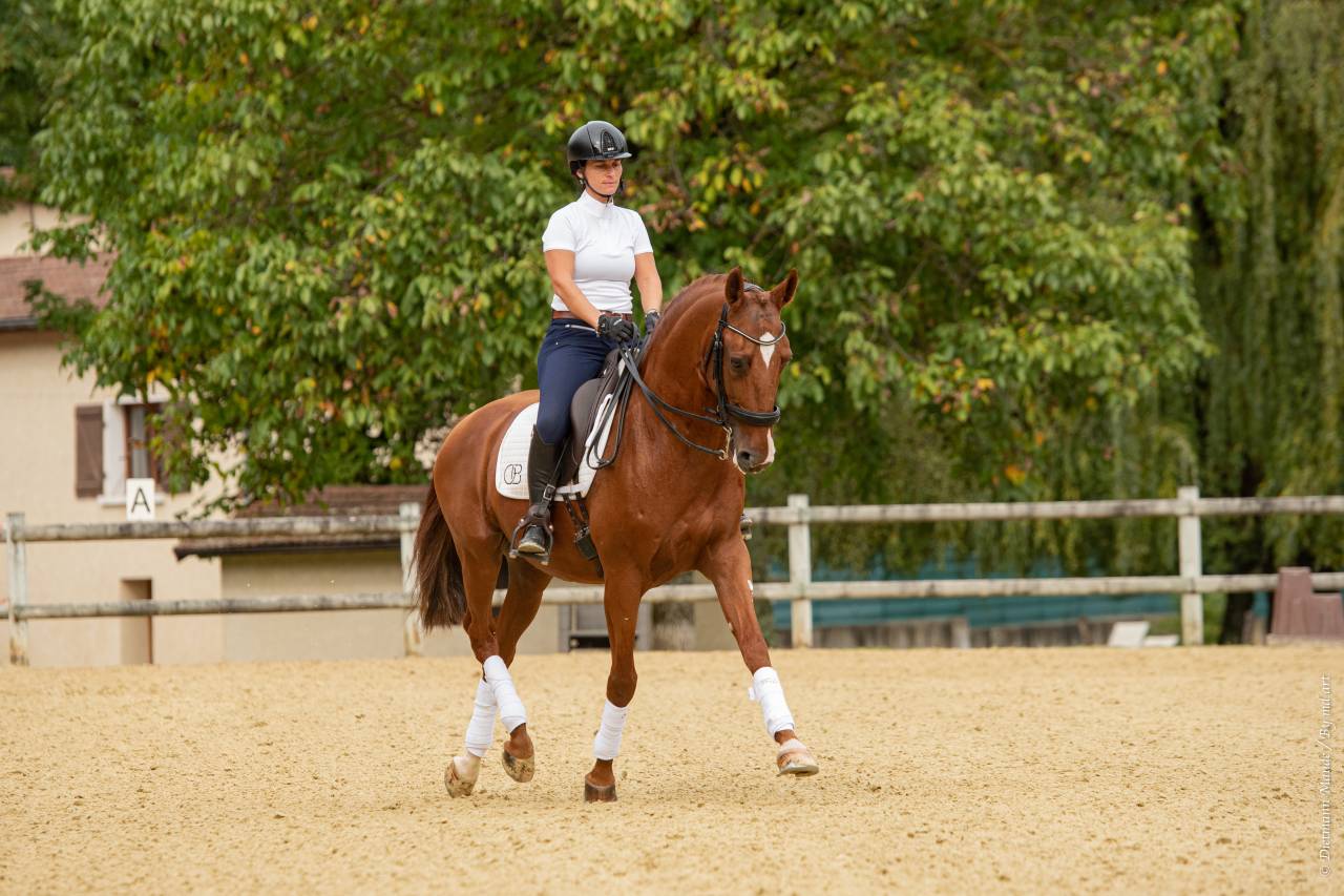 EROS - Lusitano 2009 por unico