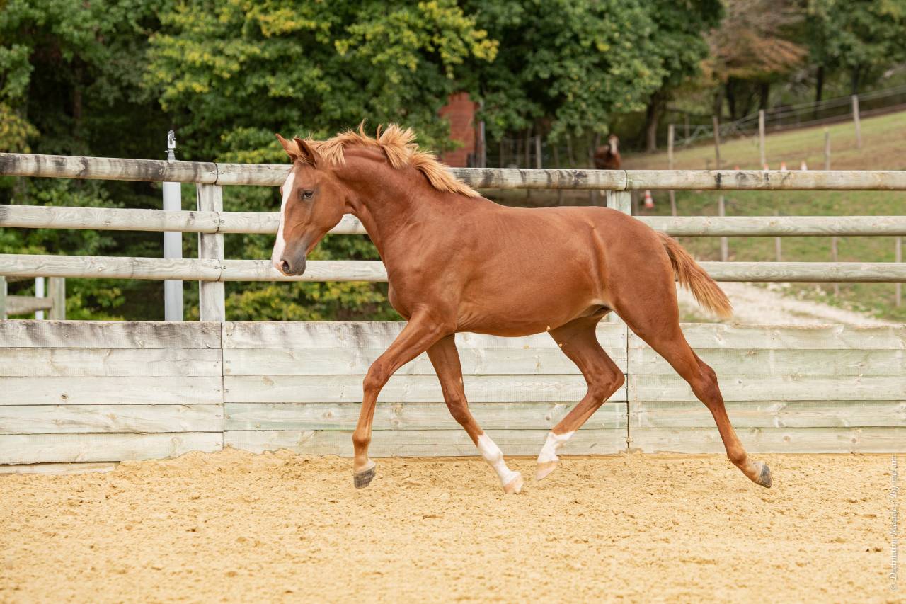 EROS - Lusitano 2009 por unico
