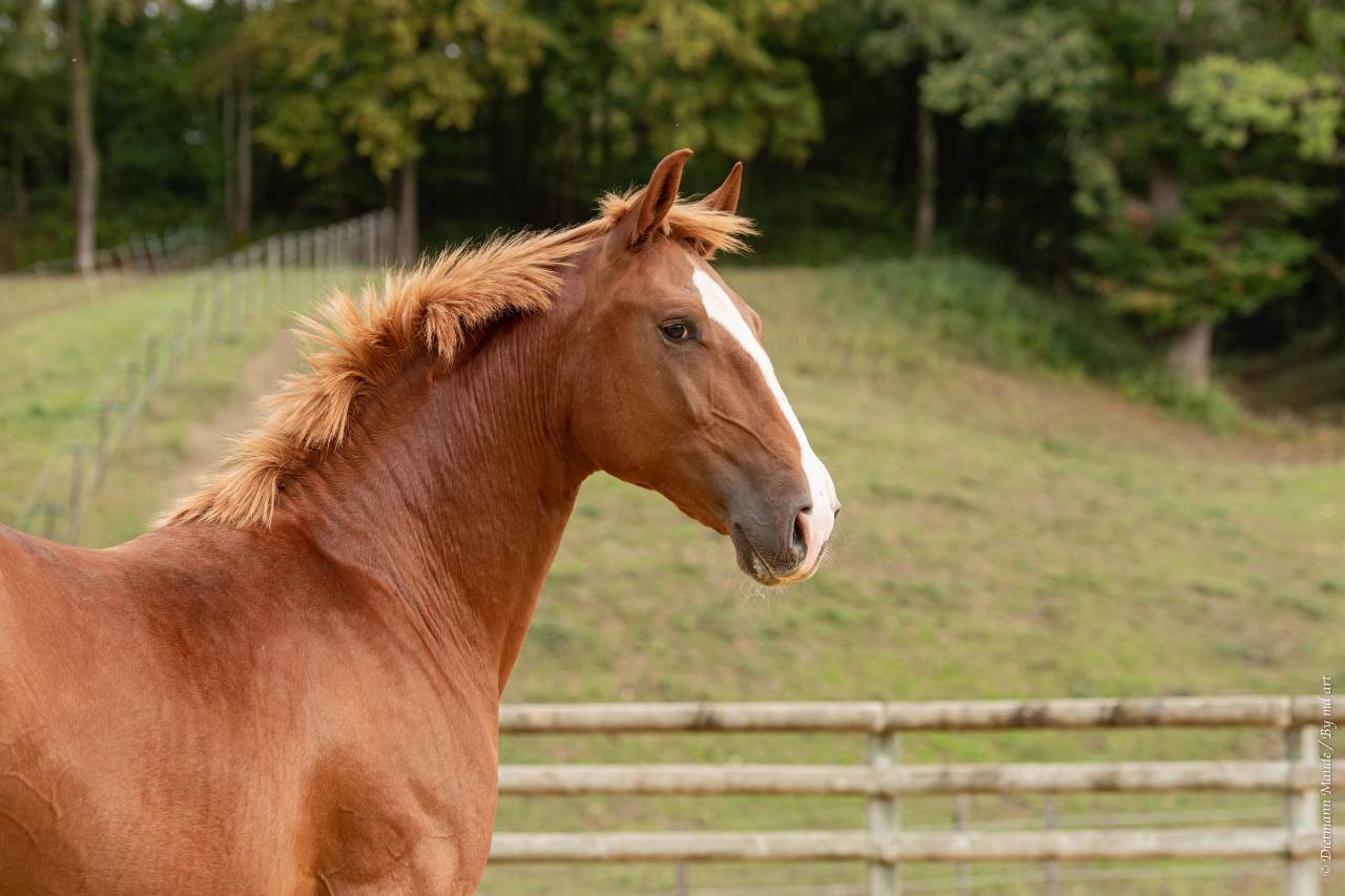 EROS - Lusitano 2009 por unico