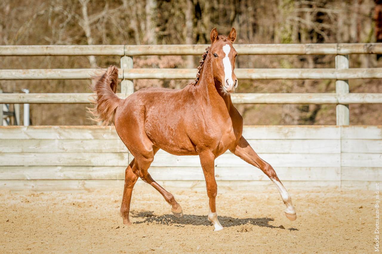 EROS - Lusitano 2009 por unico