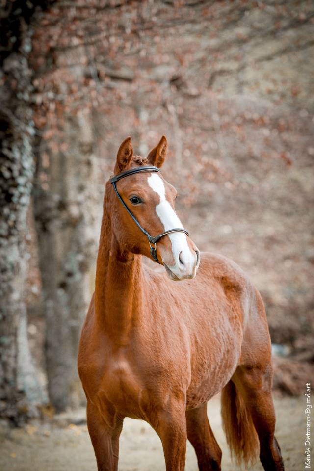 EROS - Lusitano 2009 por unico
