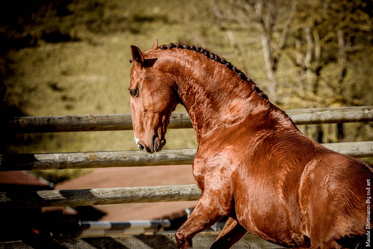 EROS - Lusitano 2009 por unico