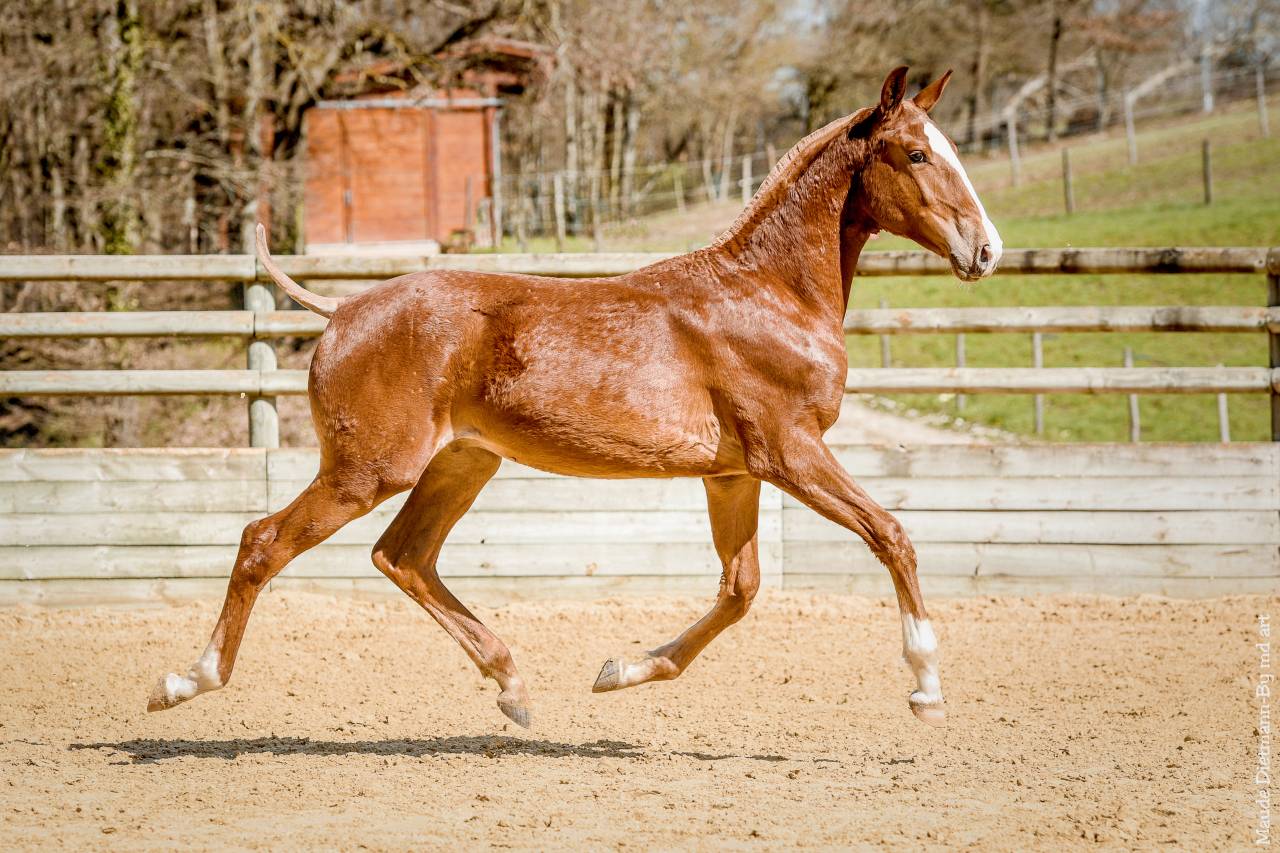 EROS - Lusitano 2009 por unico